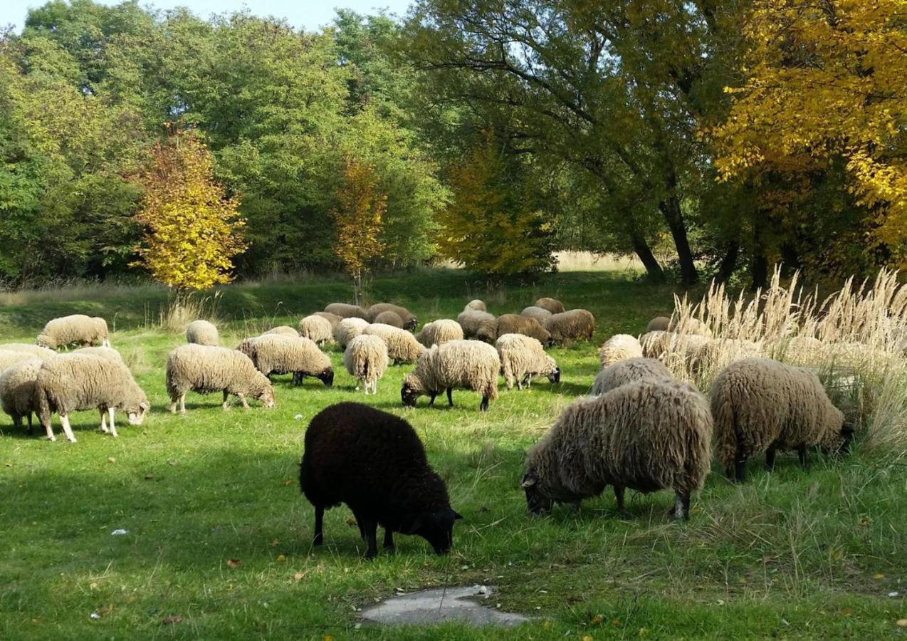 Gut Am See 괴를리츠 외부 사진